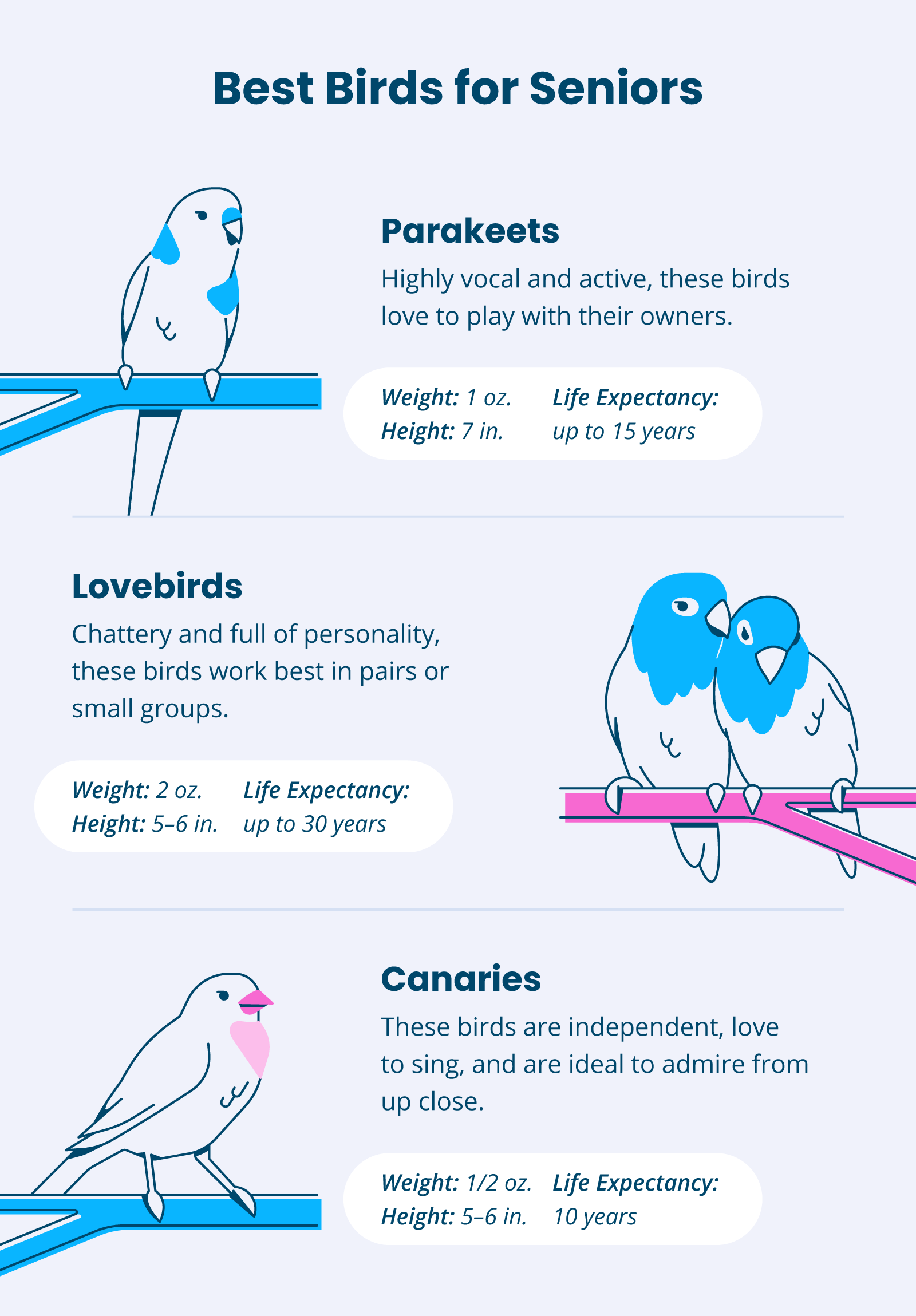 Pets for Seniors The Benefits of Animal Companions